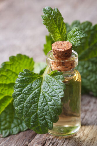 Immune-Boosting Lemon Balm Tincture